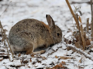 A small rabbit on the snowy ground.